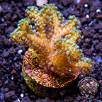 LiveAquaria® CCGC Aquacultured Orange Guttatus Birdsnest Coral